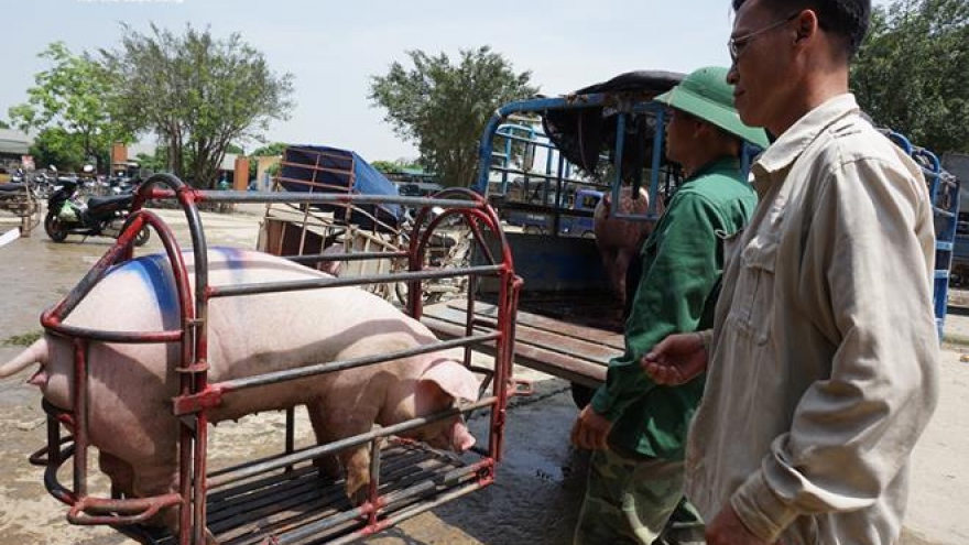 Lợn nhập Thái Lan chưa về nhiều, giá lợn hơi trong nước lại tăng